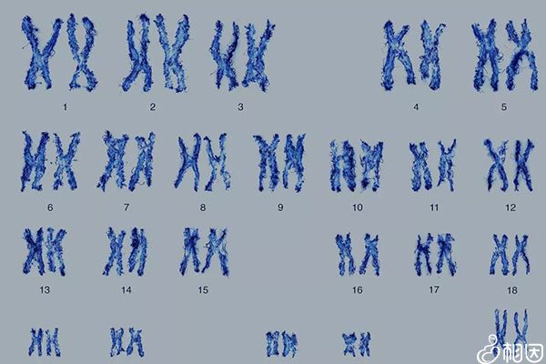 做胚胎染色体检查有好处