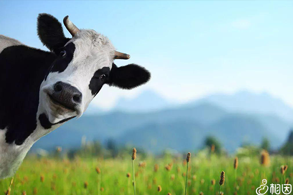 一头奶牛在看镜头