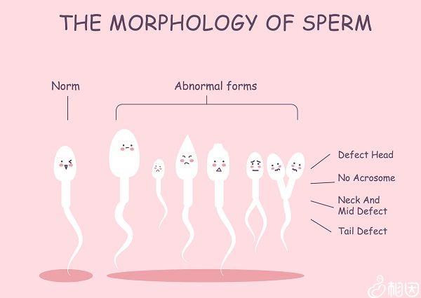 精子异常对怀孕有影响