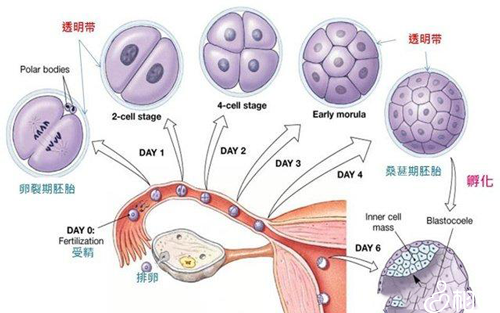 囊胚移植后着床征兆