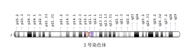 3号染色体图表