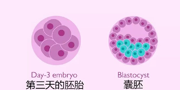 D3的胚胎和D5、D6的囊胚都是鲜胚